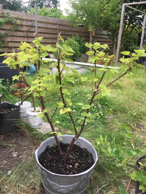 Rode bessenstruik, Tuin en Terras, Planten | Tuinplanten, Vaste plant, Fruitplanten, Halfschaduw, Zomer, Ophalen