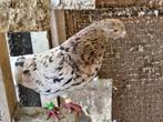 Duiven - Perzische Hogvliegers, Dieren en Toebehoren, Meerdere dieren, Overige soorten