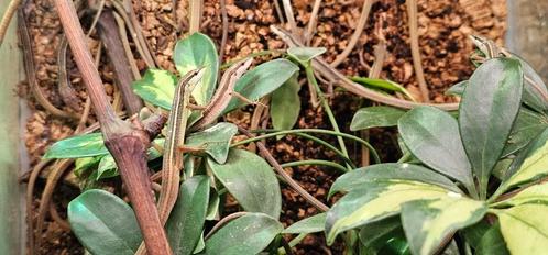 Langstaart hagedissen / Takydromus sexlineatus, Dieren en Toebehoren, Reptielen en Amfibieën, Hagedis