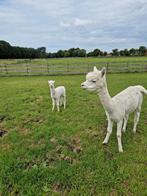Alpaca, Dieren en Toebehoren, Overige Dieren, Mei, Meerdere dieren