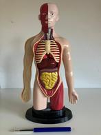 Menselijk Lichaam Model - Educatief Anatomie Model, Ophalen of Verzenden, Zo goed als nieuw, Figuur of Figuren