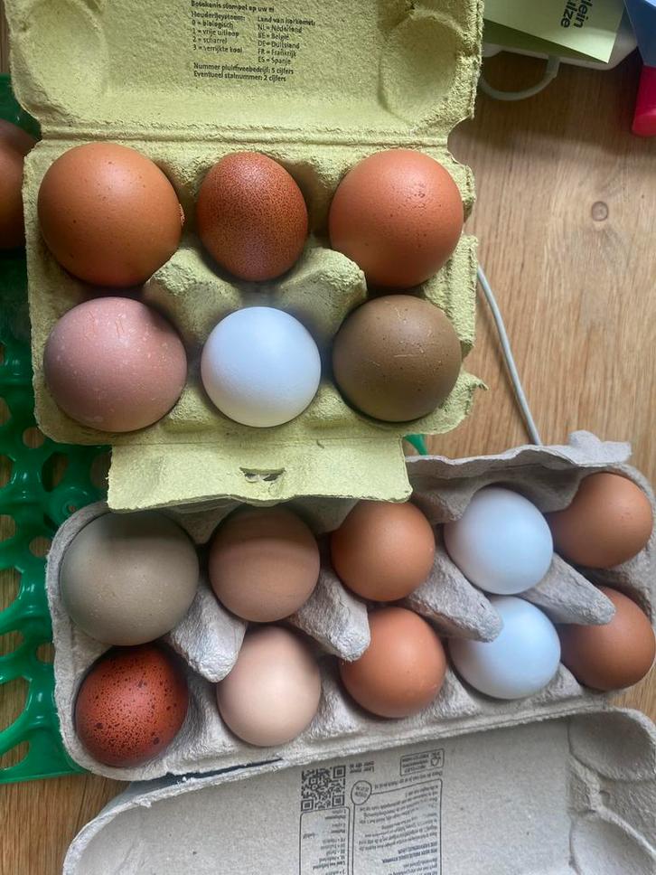 Broedeieren van kleurleggers, Dieren en Toebehoren, Pluimvee, Kip, Geslacht onbekend