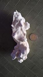 Fossiel koraal, Verzamelen, Mineralen en Fossielen, Ophalen of Verzenden, Fossiel