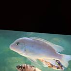 Malawi Cichliden, Vis