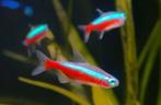 Kardinaaltetra's M en L 2,1-2,3 cm, Vis, Zoetwatervis