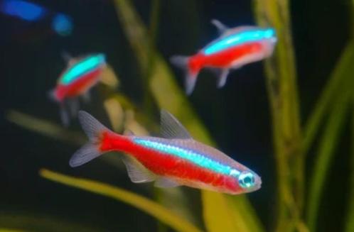 Kardinaaltetra's M en L 2,1-2,3 cm, Dieren en Toebehoren, Vissen | Aquariumvissen, Zoetwatervis, Vis