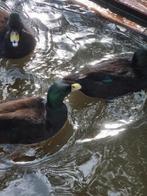 Zwarte kwakers, Dieren en Toebehoren, Reptielen en Amfibieën, Schildpad, 0 tot 2 jaar
