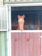 Zeer mooi gelders merrie veulen van Flors BS, Dieren en Toebehoren, Paarden, Merrie, Minder dan 160 cm, Dressuurpaard, 0 tot 2 jaar
