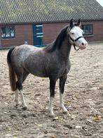 Super mooie 2,5 jarige welsh ruin., Dieren en Toebehoren, Pony's, Ruin, 0 tot 2 jaar