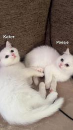 Britse korte haar, Dieren en Toebehoren, Meerdere dieren, Ontwormd, 0 tot 2 jaar
