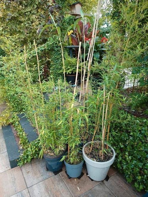 Bamboe., Tuin en Terras, Planten | Bomen, Overige soorten, Halfschaduw, Bloeit niet, Ophalen of Verzenden