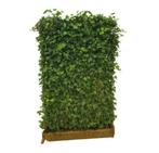 Kant-en-klaar haag hedera. Voordelig van de kweker, Tuin en Terras, Ophalen of Verzenden, Overige soorten, 100 tot 250 cm