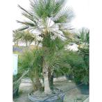 Chamaerops humilis - Europese Dwergpalm (300cm/e1624. g90483, Ophalen of Verzenden, Nieuw