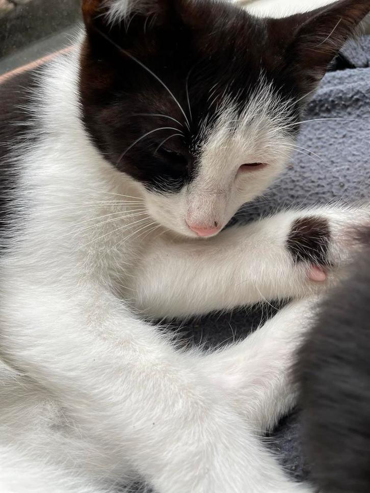 Vermist onze ‘Sammy’, Dieren en Toebehoren, Vermiste en Gevonden Dieren, Kat