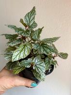 Begonia don miller, plant uit stekken, Ophalen of Verzenden, Overige soorten, Minder dan 100 cm