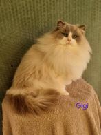 Ragdoll poes, Dieren en Toebehoren, Katten en Kittens | Raskatten | Langhaar, Poes, Gechipt, 0 tot 2 jaar