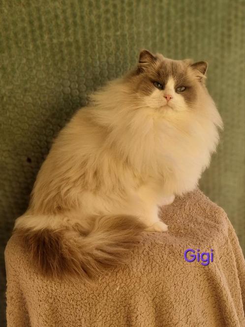 Ragdoll poes, Dieren en Toebehoren, Katten en Kittens | Raskatten | Langhaar, Poes, 0 tot 2 jaar, Gechipt, Ontwormd, Ingeënt