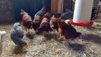 Jonge Rhode Island Red en Amrock hennen, Dieren en Toebehoren, Pluimvee, Vrouwelijk, Kip