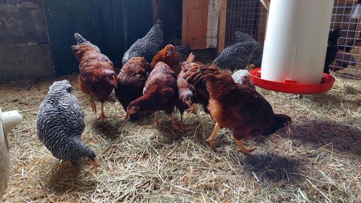 Jonge Rhode Island Red en Amrock hennen, Dieren en Toebehoren, Pluimvee, Kip, Vrouwelijk