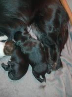 Markiesje kooiker pups, Overige rassen, 8 tot 15 weken, Meerdere, Meerdere dieren