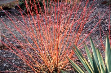 Cornus 'midwinter fire' gereserveerd  beschikbaar voor biedingen