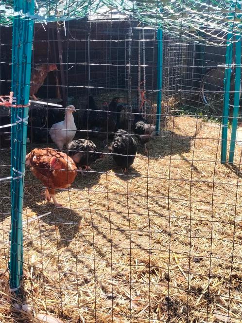 2 Isa Brown leghanen gratis op te halen, Dieren en Toebehoren, Pluimvee, Kip, Mannelijk