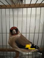 Te koop klein putter pop, Dieren en Toebehoren, Vogels | Overige Vogels, Vrouwelijk, Wildzangvogel, Geringd