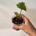 Philodendron mayoi, Huis en Inrichting, Ophalen of Verzenden, Halfschaduw, Minder dan 100 cm