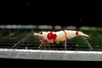 Red crystals, Karper of Koi