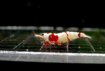 Red crystals beschikbaar voor biedingen