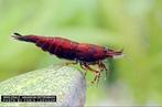 Pre order: Red Onyx neocaridina garnaal - garnalen, Kreeft, Krab of Garnaal