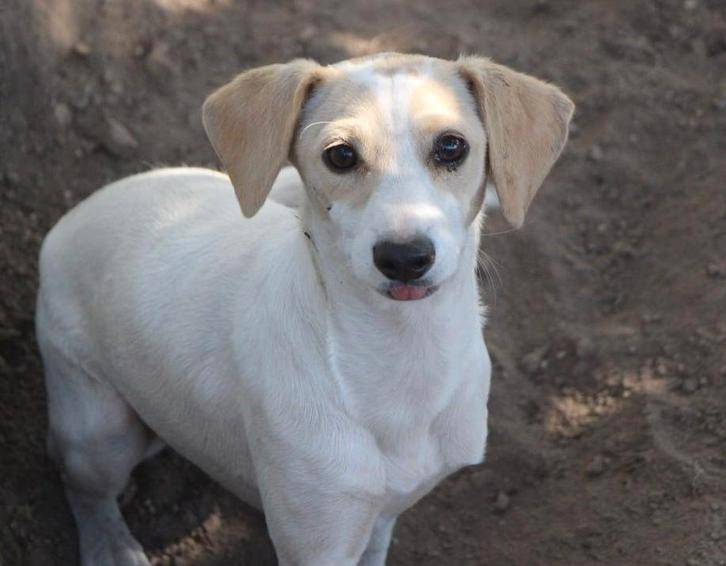 Waar mag deze  jonge dame Mayrah (in Nederland) komen wonen?, Dieren en Toebehoren, Honden | Niet-rashonden, Klein, Teef, Particulier