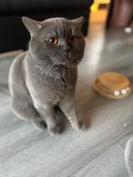 Britsekorthaar koppel 5 jaar, 3 tot 5 jaar