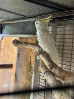 Bewezen middel geelkuifkaketoe man, Dieren en Toebehoren, Mannelijk, Papegaai, Tam