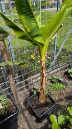Musa basjoo zonder pot, Vaste plant, Halfschaduw, Zomer, Ophalen