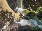 Trimeresurus albolabris Blauw, Dieren en Toebehoren, Slang, Met terrarium, 3 tot 6 jaar