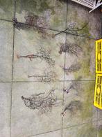 Nog enkele  waaier zwarte takjes te koop, Ophalen of Verzenden