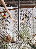 Drie pracht rosellas, Dieren en Toebehoren, Vogels | Overige Vogels, Mannelijk