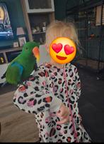 Tamme edelpapegaai, Mannelijk, Papegaai