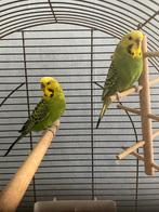 Koppel parkieten, Dieren en Toebehoren, Vogels | Parkieten en Papegaaien, Meerdere dieren, Parkiet