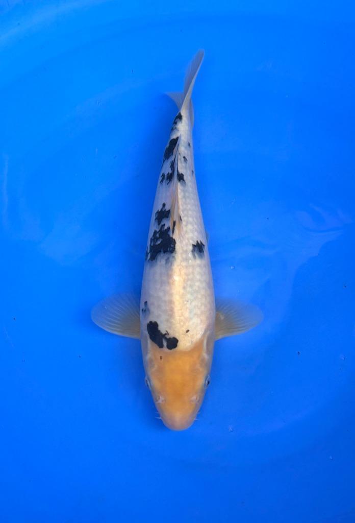 HQ Jumbo Tosai van Izumiya | Koikarpers  | Tosai vissen, Dieren en Toebehoren, Vissen | Vijvervissen, Karper of Koi