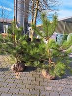Pinus nigra nigra 140 cm hoog en breed! Nu €75,- pst, Tuin en Terras, Planten | Bomen, Halfschaduw, Zomer, Overige soorten, Ophalen of Verzenden