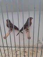 Mexicaanse roodmusssen, Meerdere dieren