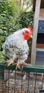 Gratis cochin kriel haan!, Dieren en Toebehoren, Pluimvee, Mannelijk, Kip
