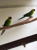 Te koop, Meerdere dieren, Parkiet