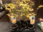 5 Japanse Esdoorns(Acer) in 1 koop, Tuin en Terras, Planten | Tuinplanten, Ophalen, Lente, Vaste plant, Halfschaduw