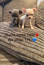 Wij zijn de laatste 2 chihuahua s nog te koop, Dieren en Toebehoren, Honden | Chihuahua's en Gezelschapshonden, 8 tot 15 weken