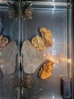 Schildpaddn, Ophalen, Zo goed als nieuw, Overige typen