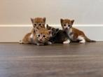 Super lieve sociale kittens 🥰, Meerdere dieren, Kortharig, 0 tot 2 jaar