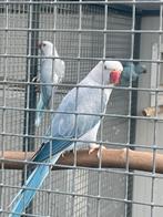 Halsbandparkieten, Meerdere dieren, Parkiet, Geringd